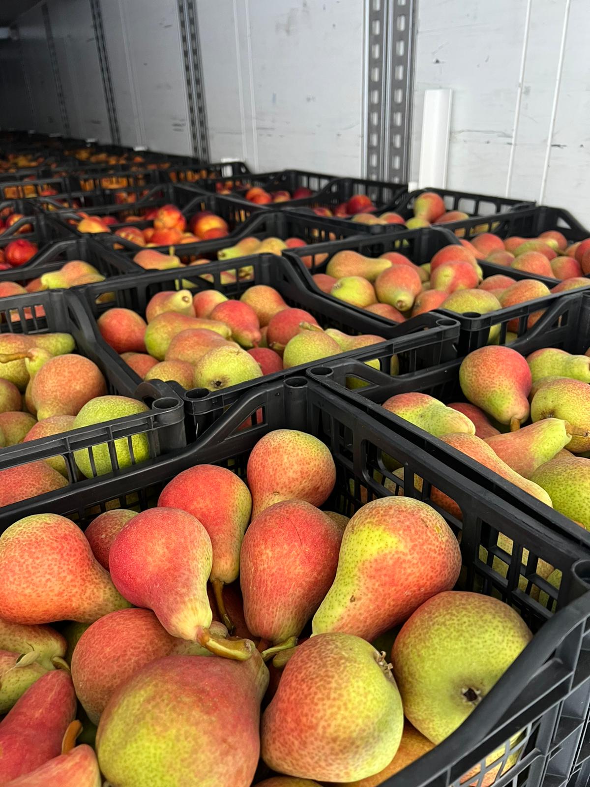 Pears sorted for the EU market, cold chain logistics.