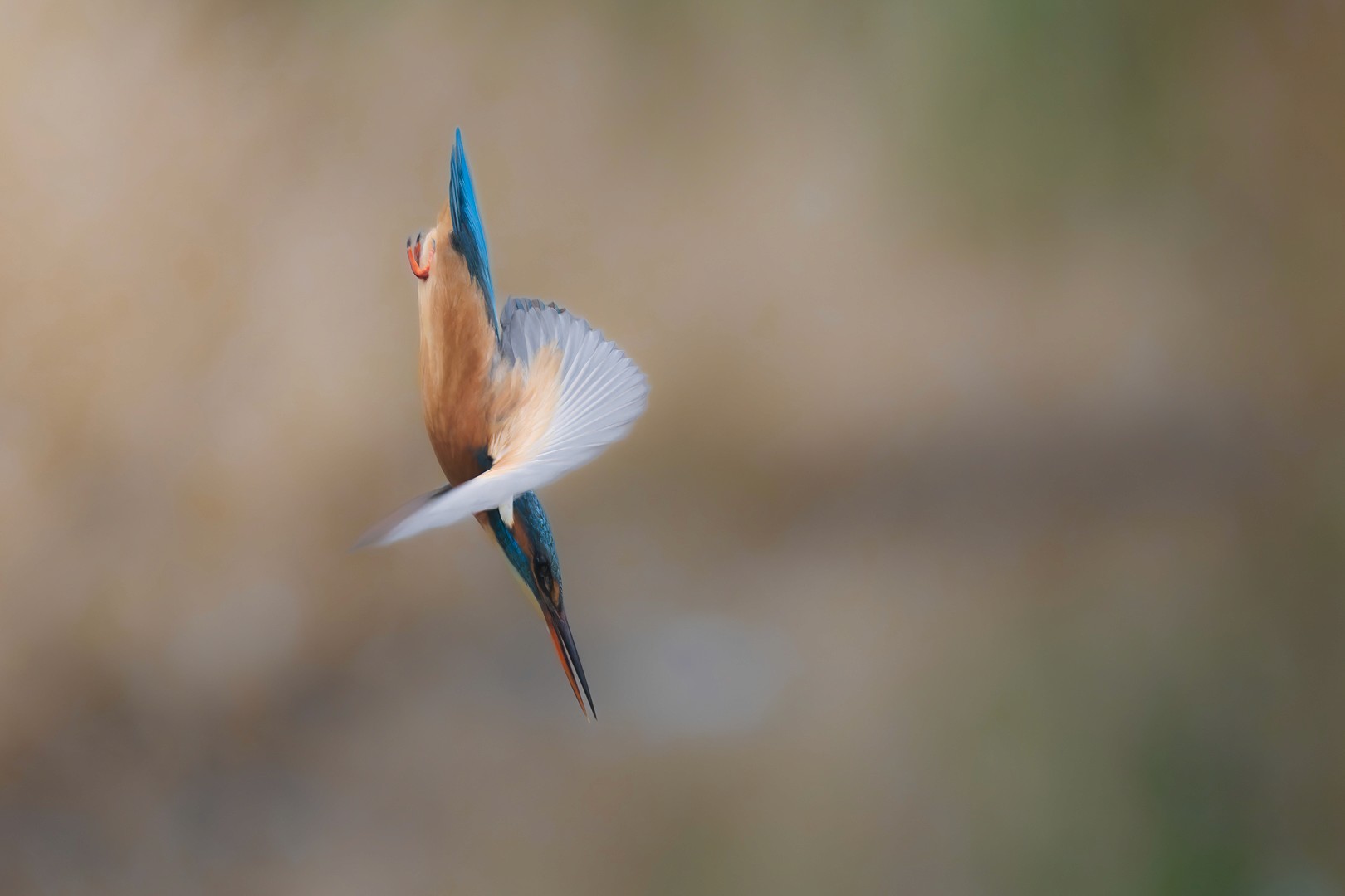 Le piqué de Martine