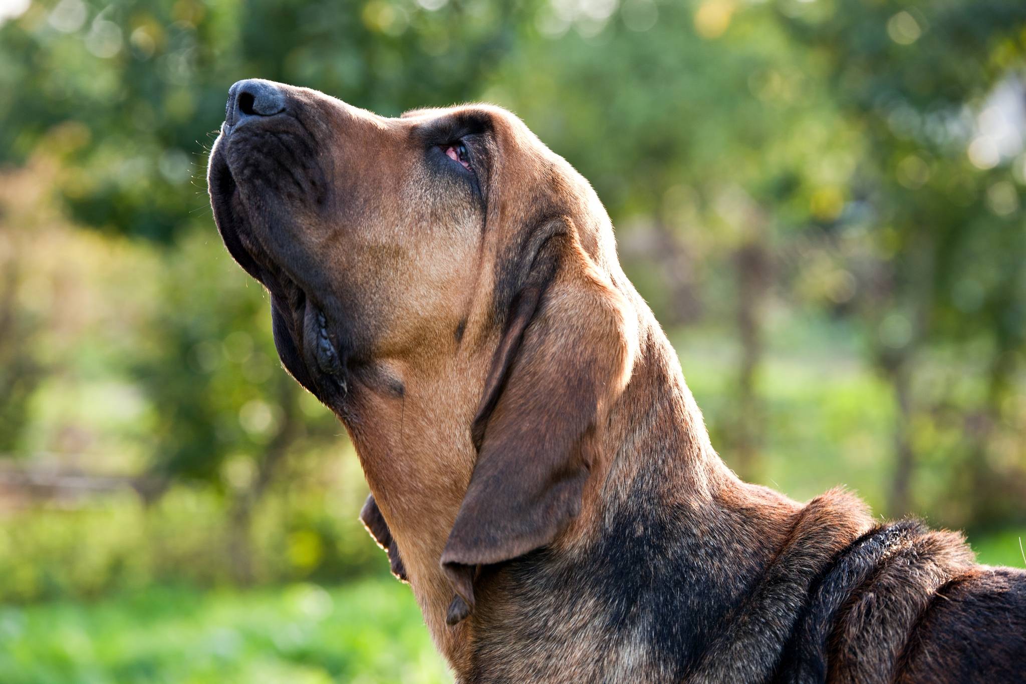 Bloodhound Grooming Guide