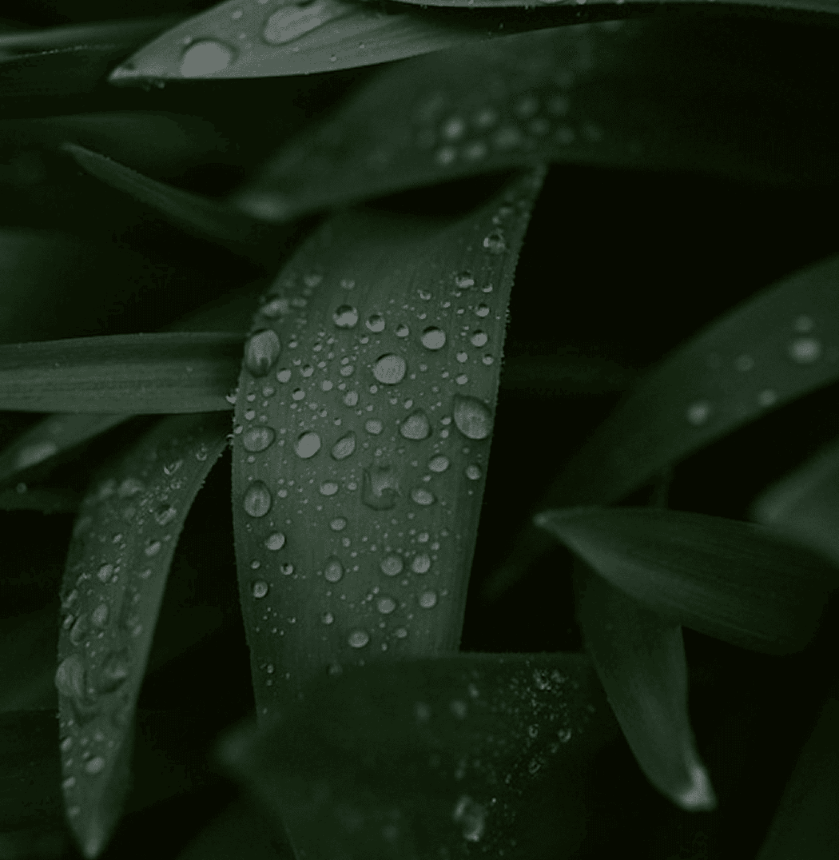 close up of leaves with rain drops