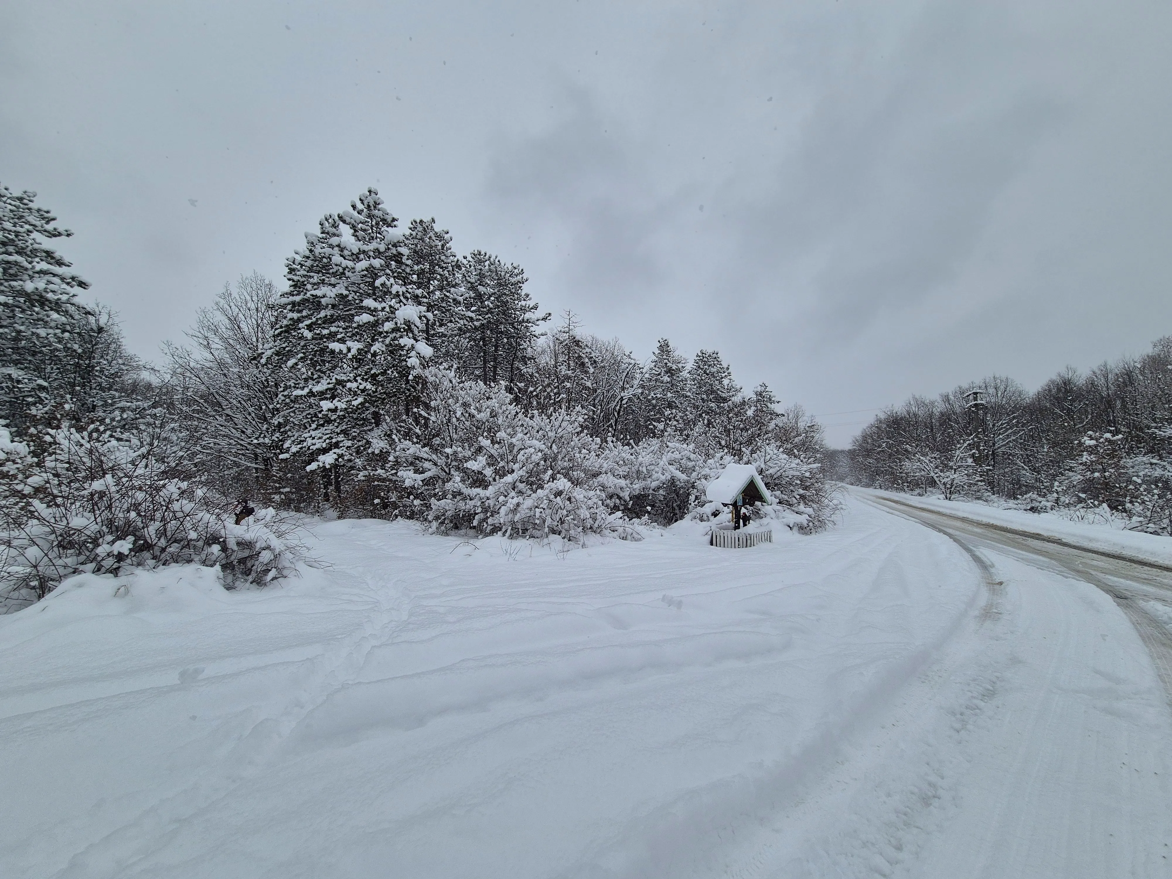 Forest after snowfall