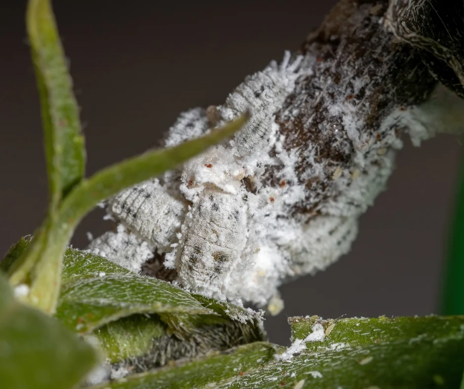 Lots of mealybugs between leaves