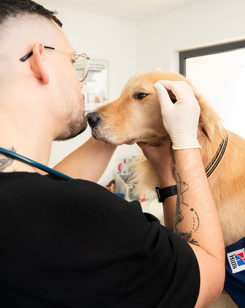 home vet services in Dubai