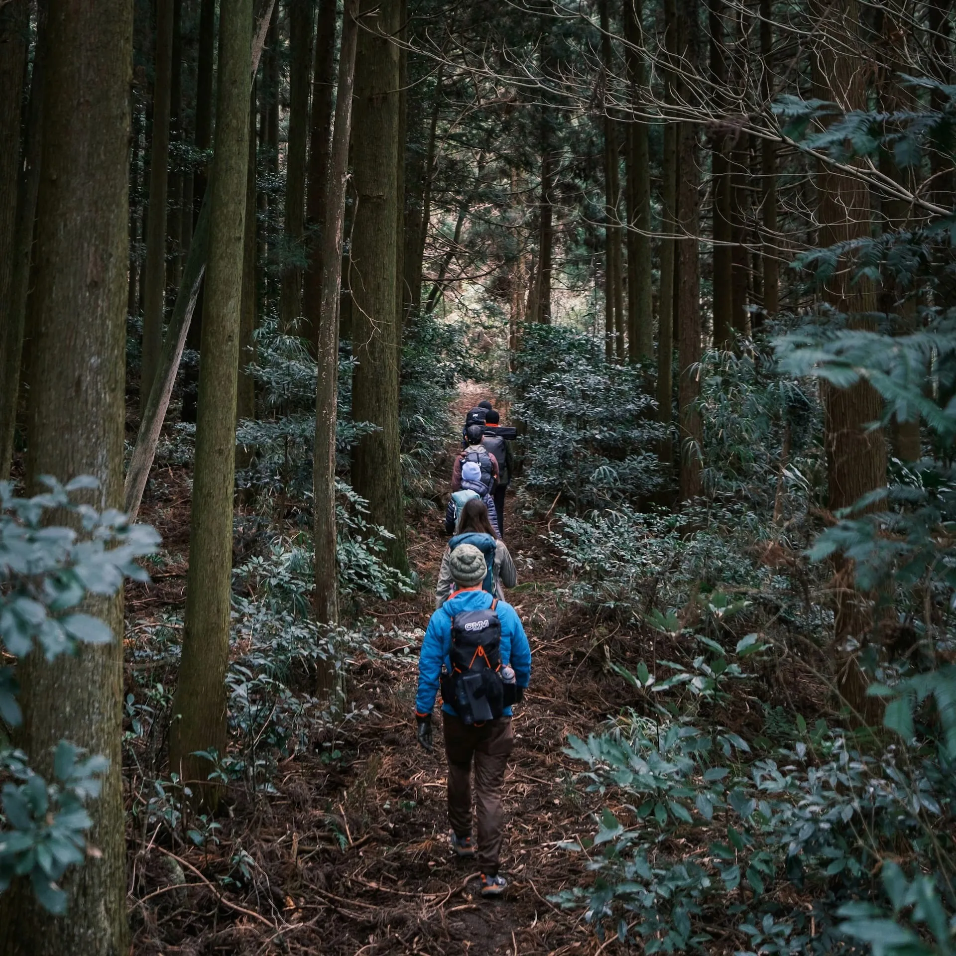 A view from behind a line of hikers on a narrow dirt trail that winds through a dense forest of tall, straight trees. The hiker at the back of the line wears a bright blue jacket, a beanie, and carries a backpack.