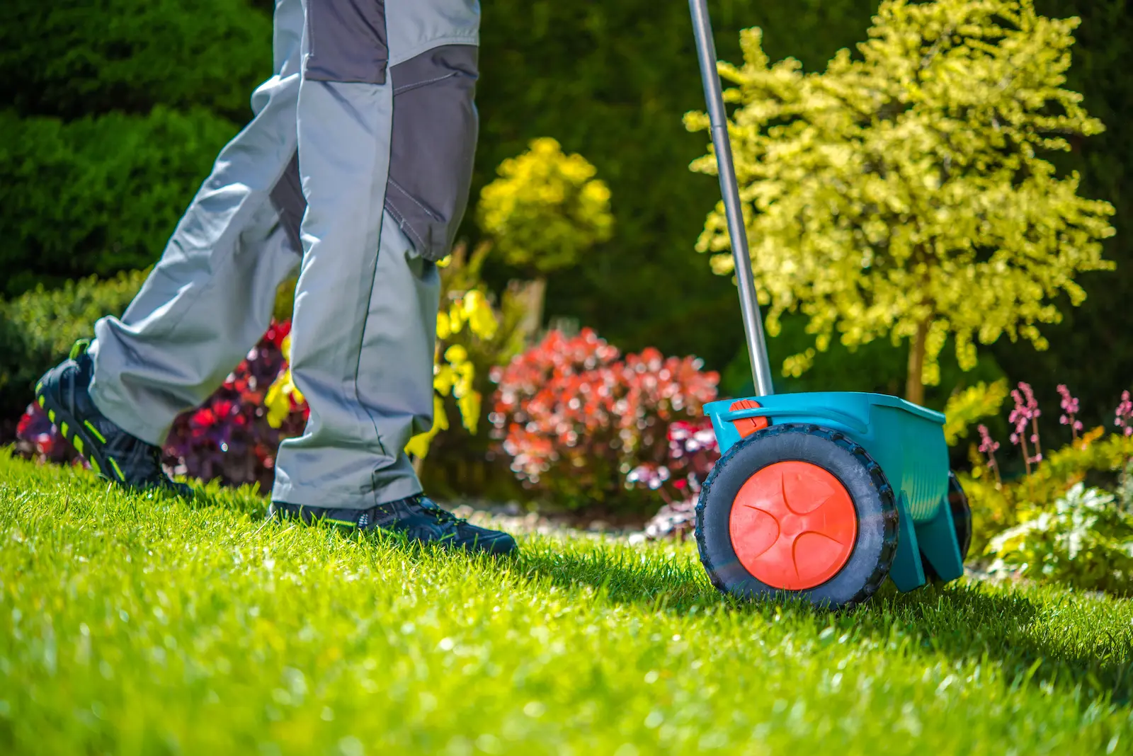 pellet lawn fertilizer spreader fertilizing green lawn