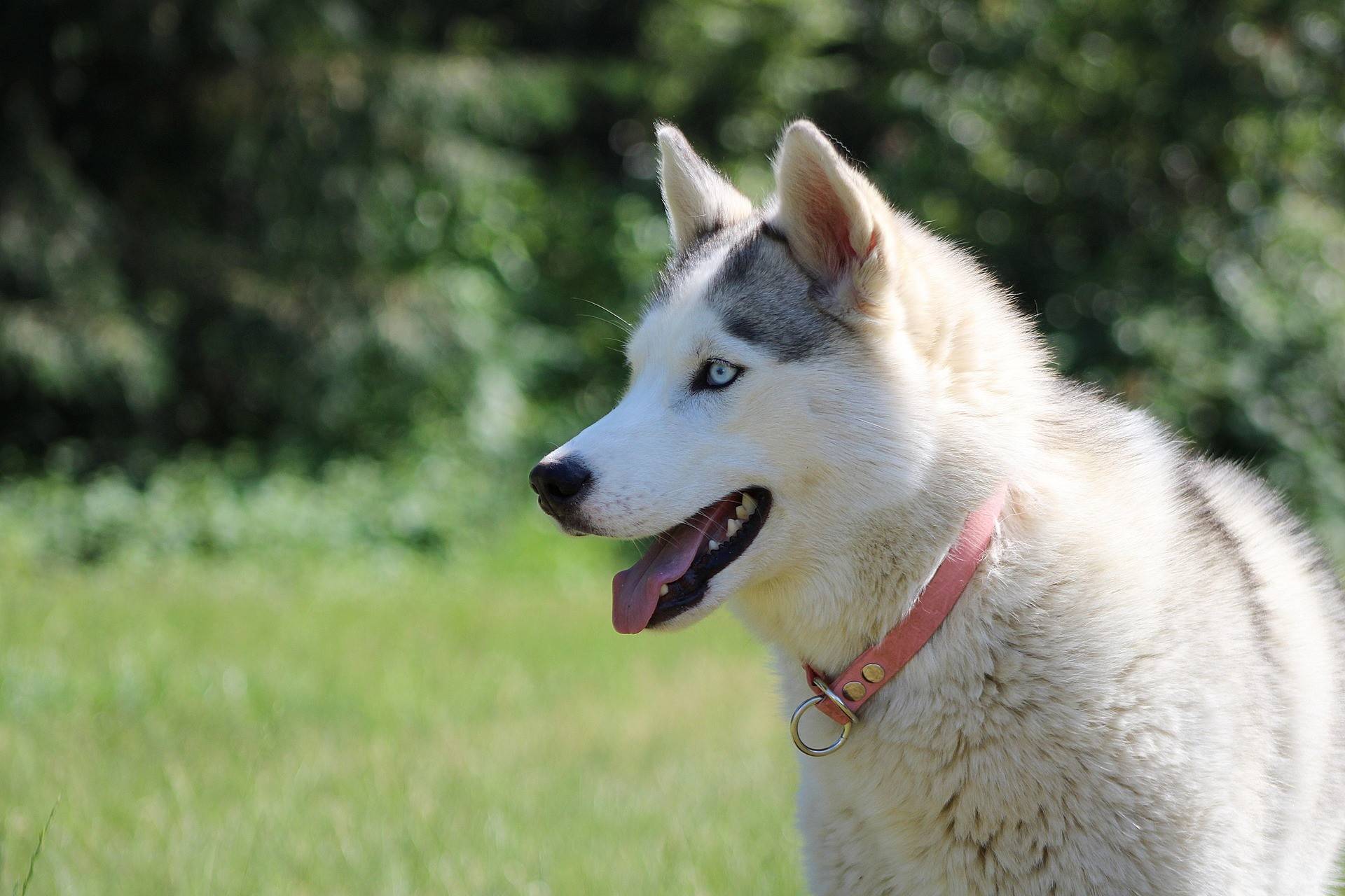 Siberian Husky Grooming Guide