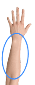 The extensor muscles on the back side of the forearm and wrist