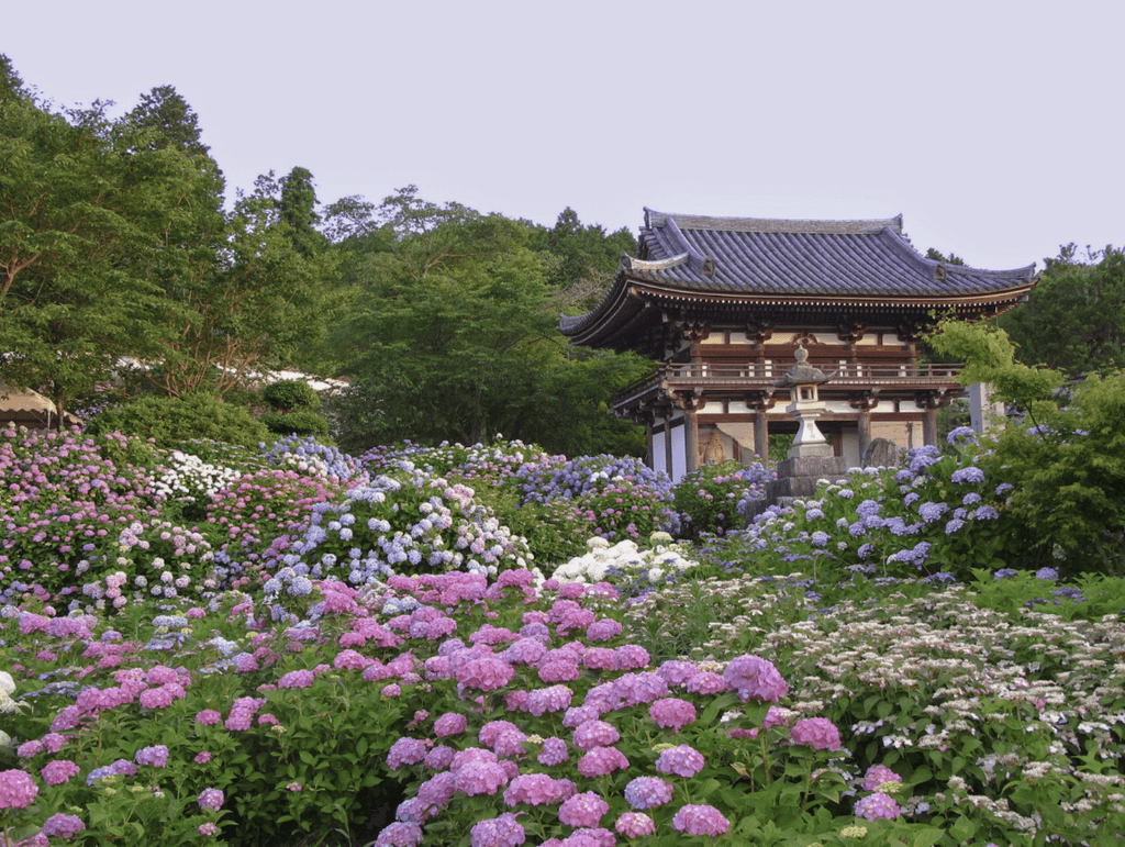 Hydrangeas at Tanshu Kannonji in Kyoto