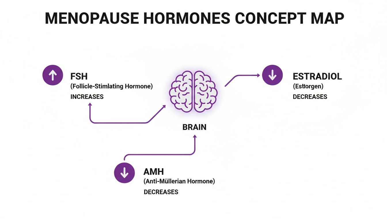 Concept map illustrating menopause hormones: FSH increases, AMH and Estradiol decrease, all linked to the brain.