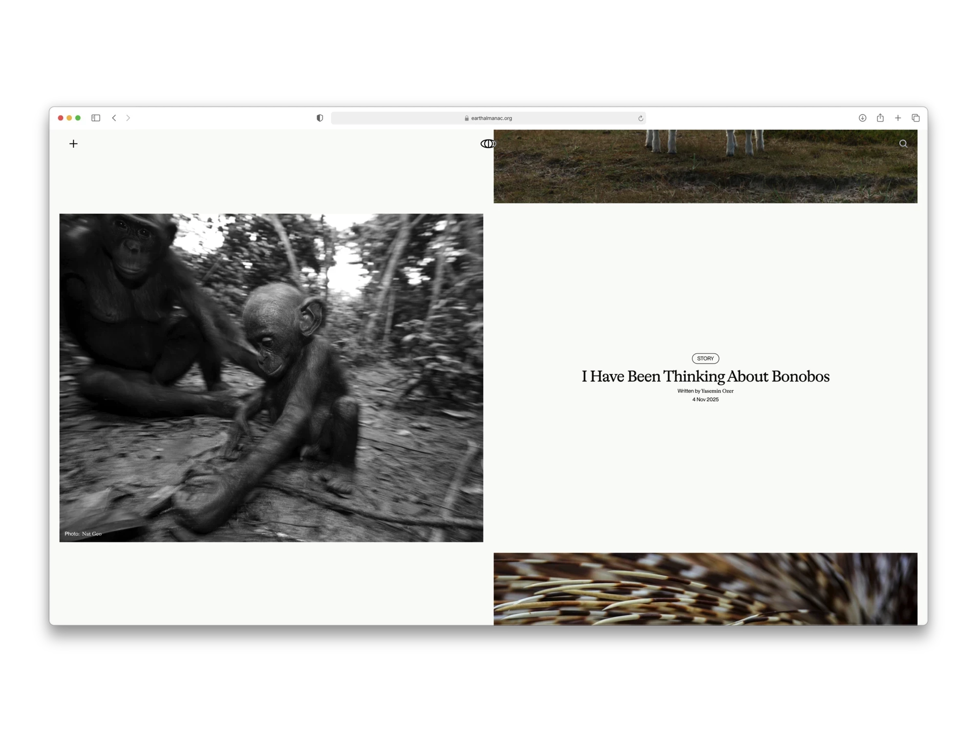 Earth Almanac article layout for “I Have Been Thinking About Bonobos” with a black-and-white photo of a bonobo