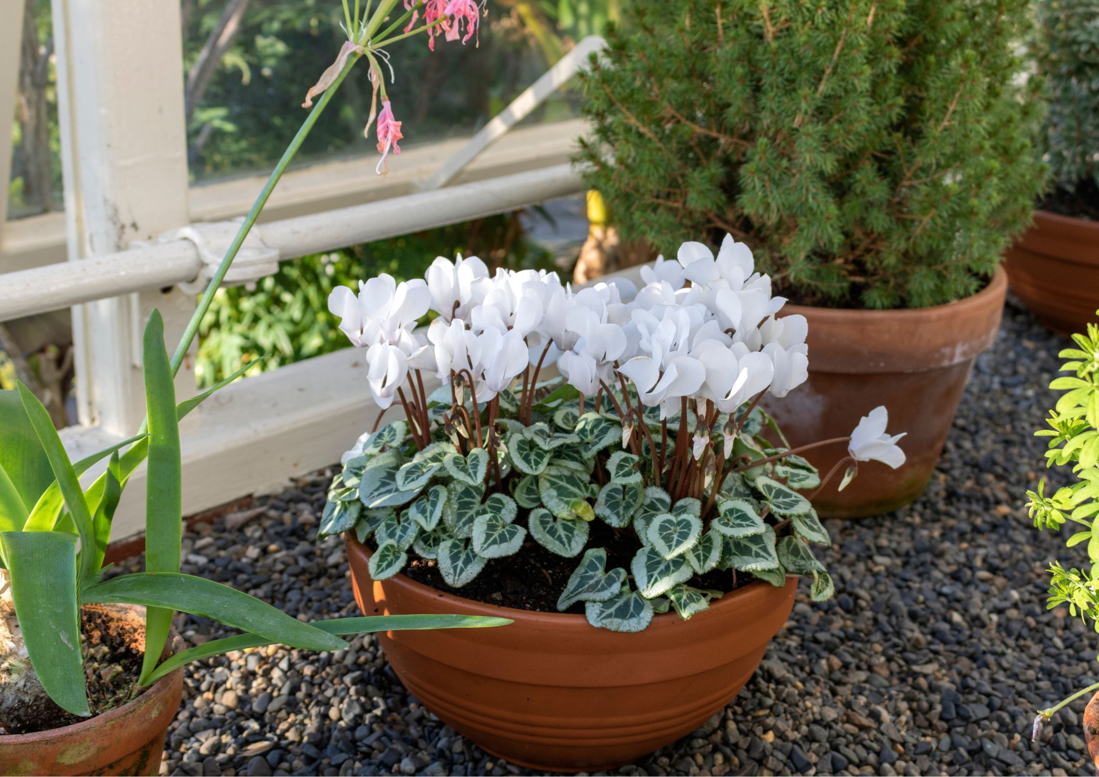Caring for cyclamen as an indoor plant