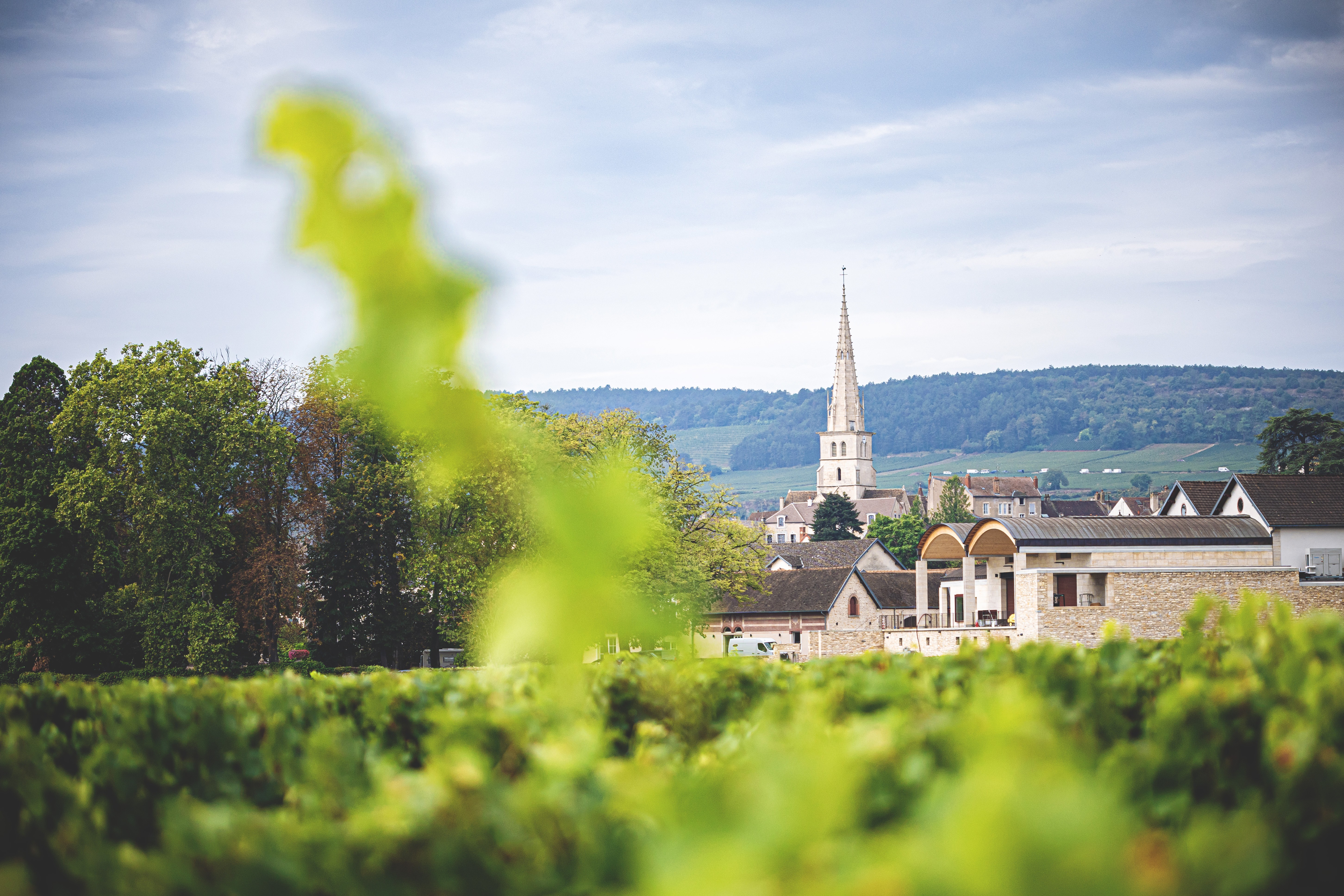 Auteur Burgundy Wine Portfolio