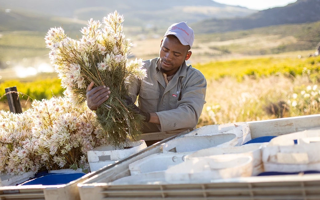 Werknemer pakt bloemen in