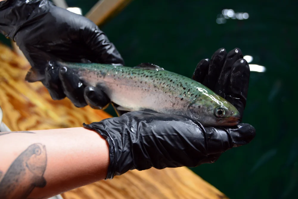 photography of school of fish in body of water