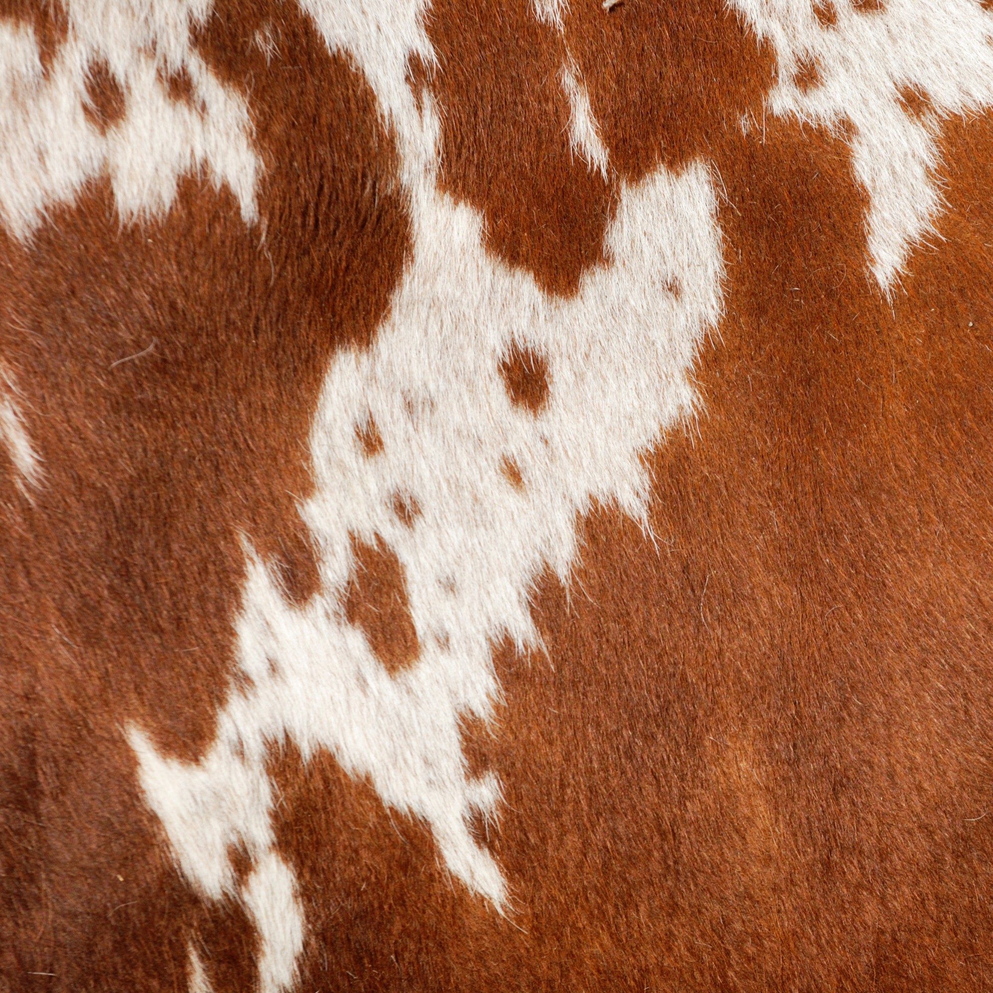 Aged leather background with a stitched border and brass studs