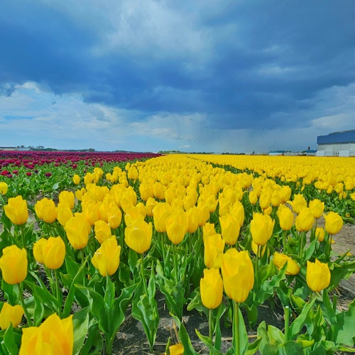 我们将带您前往灯泡地区，享受最壮观的风景驾驶和照片拍摄。