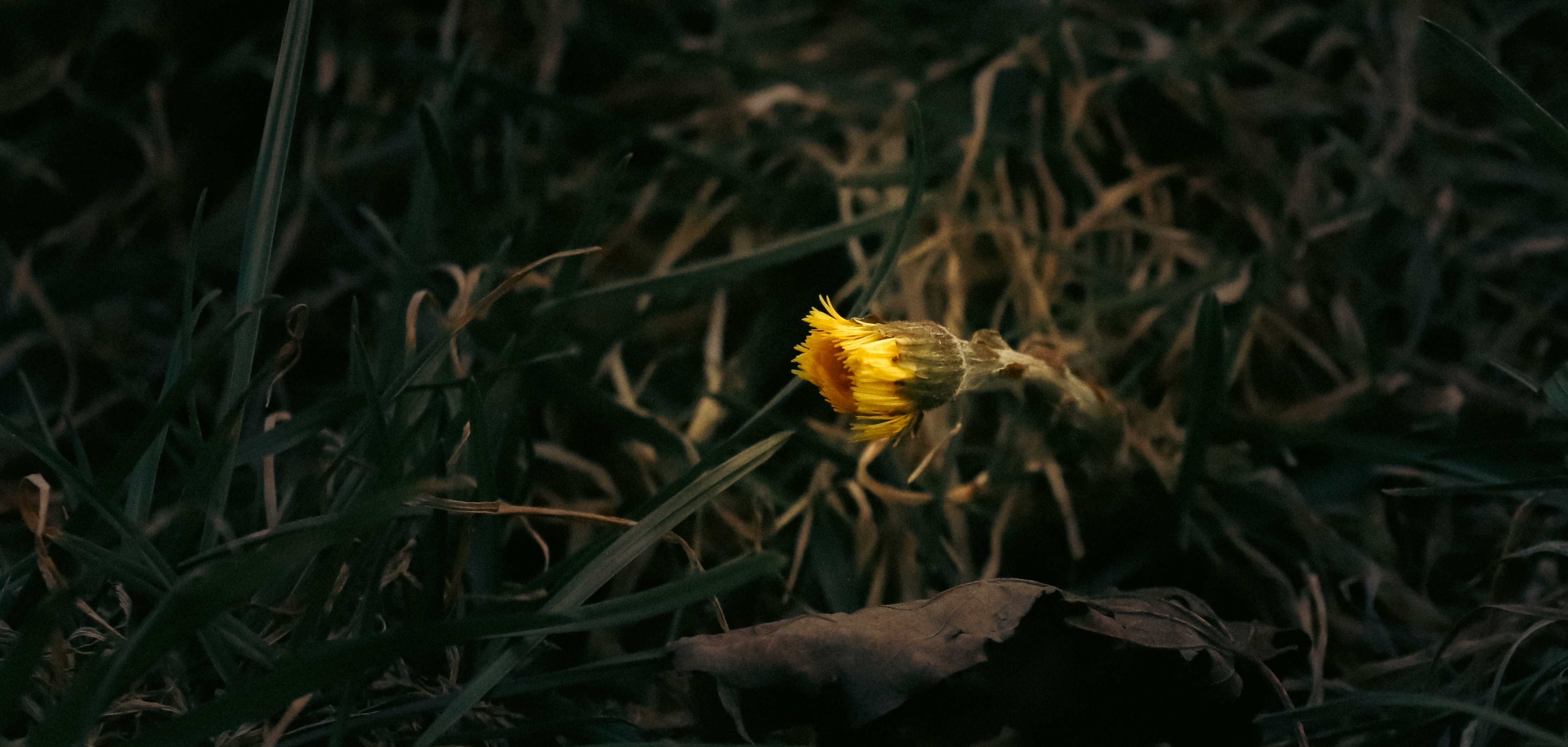 A small yellow flower sitting in the grass