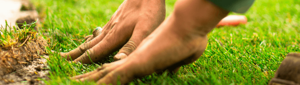Landscaper laying new lawn during fall.