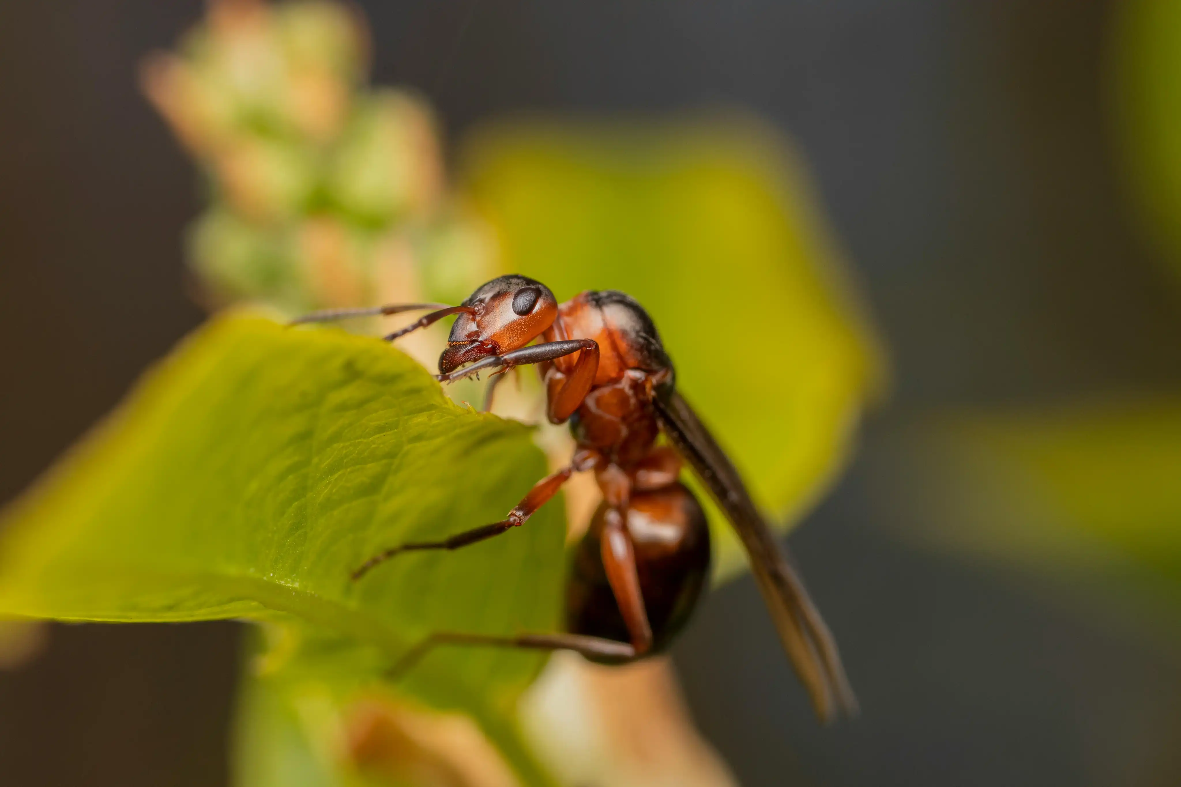 Is Mosquito Control Necessary in the Winter Months