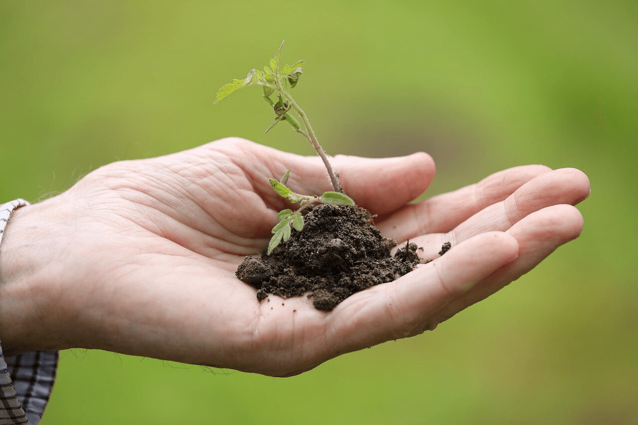 Person holding a plant inside an open area.