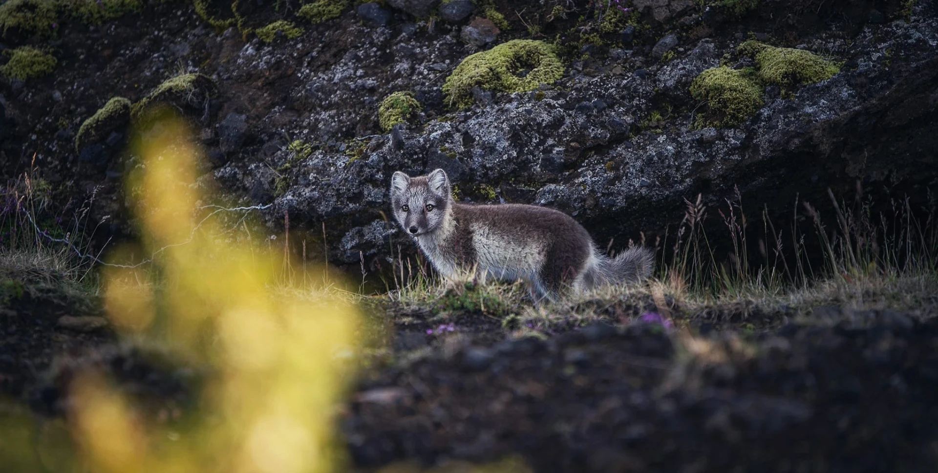 Arctic fox standing on rocky ground with mossy stones in the background.
