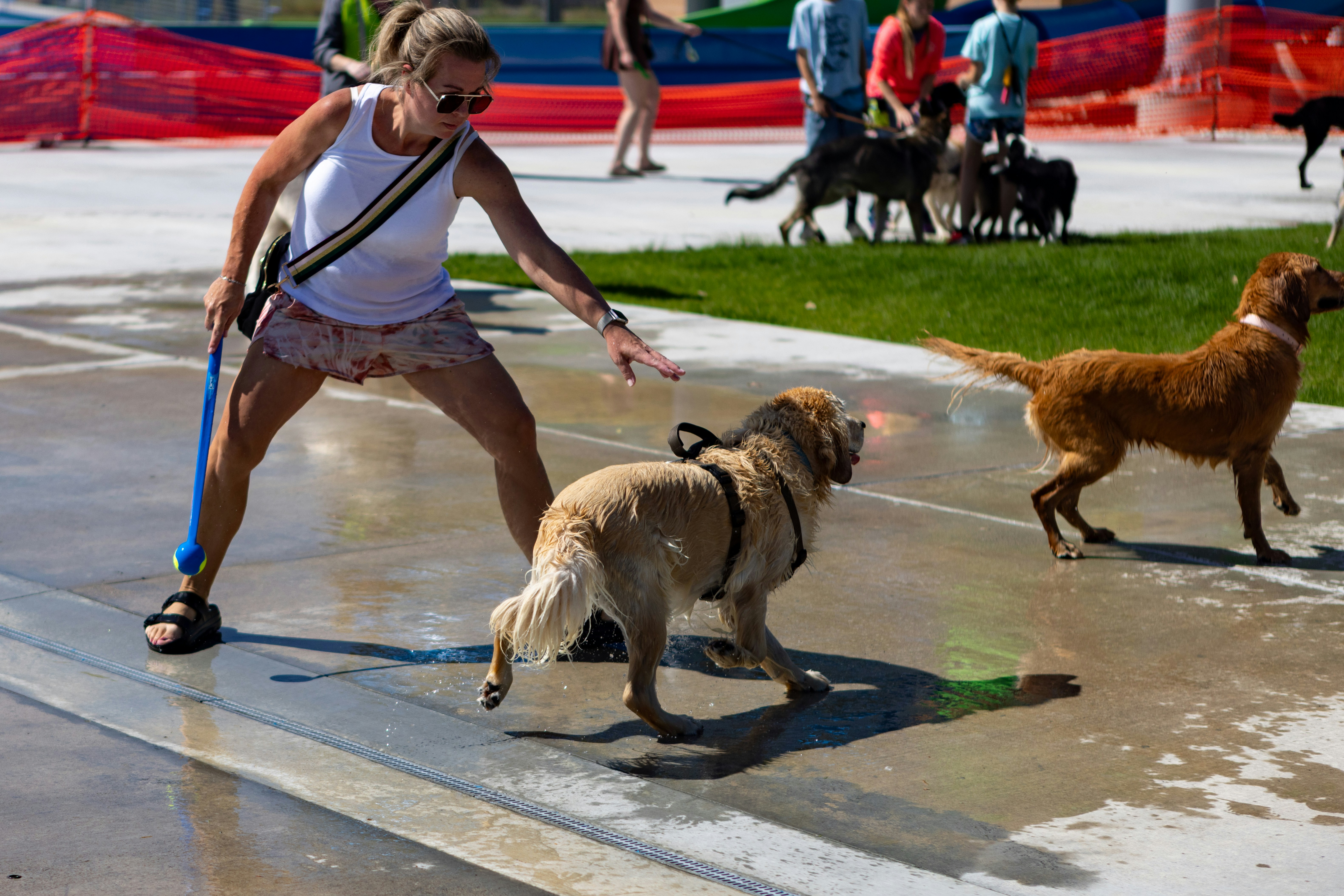Building trust with a reactive dog
