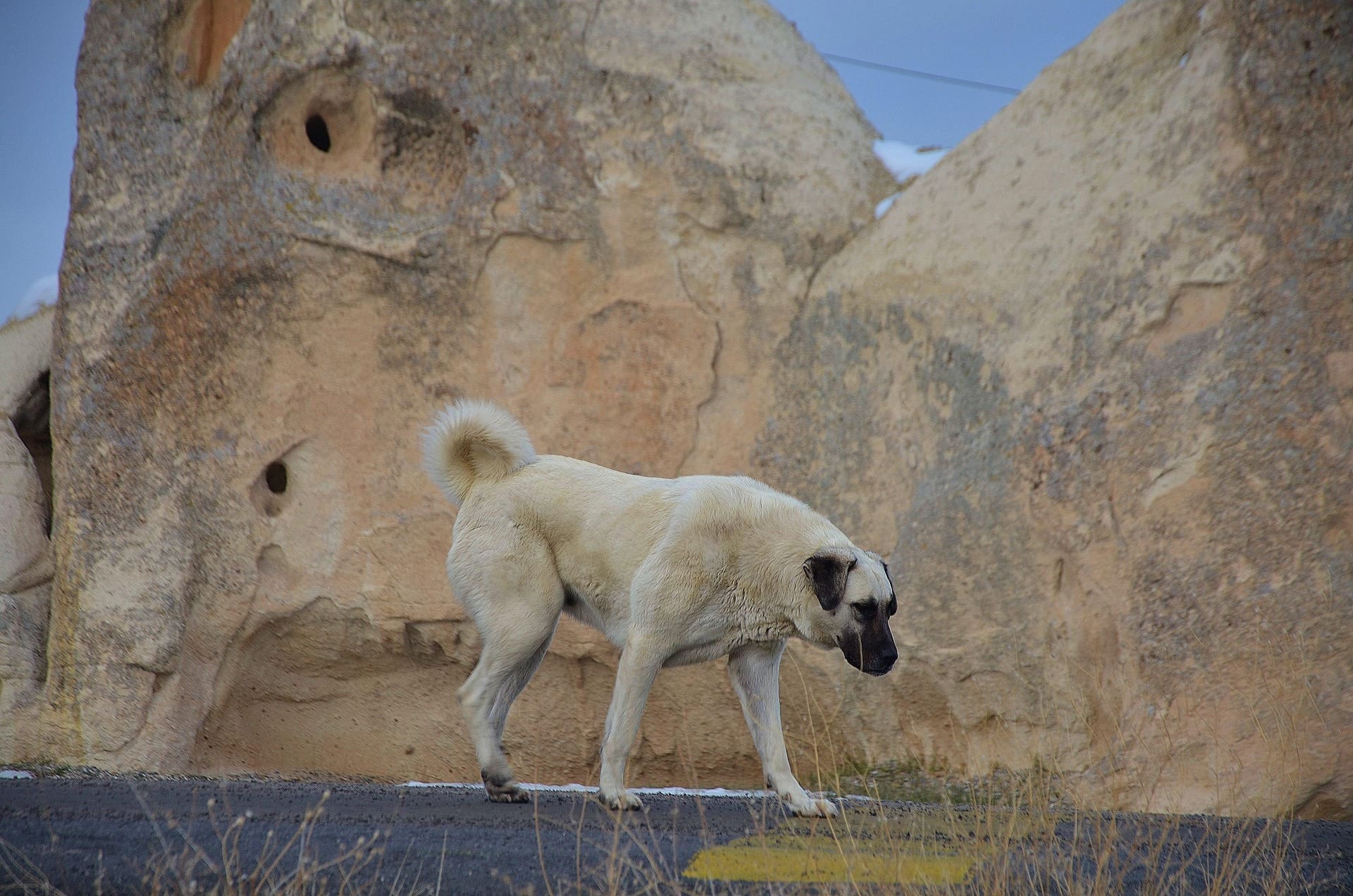 A Kangal is looking down and walking down the road in a rocky area.
