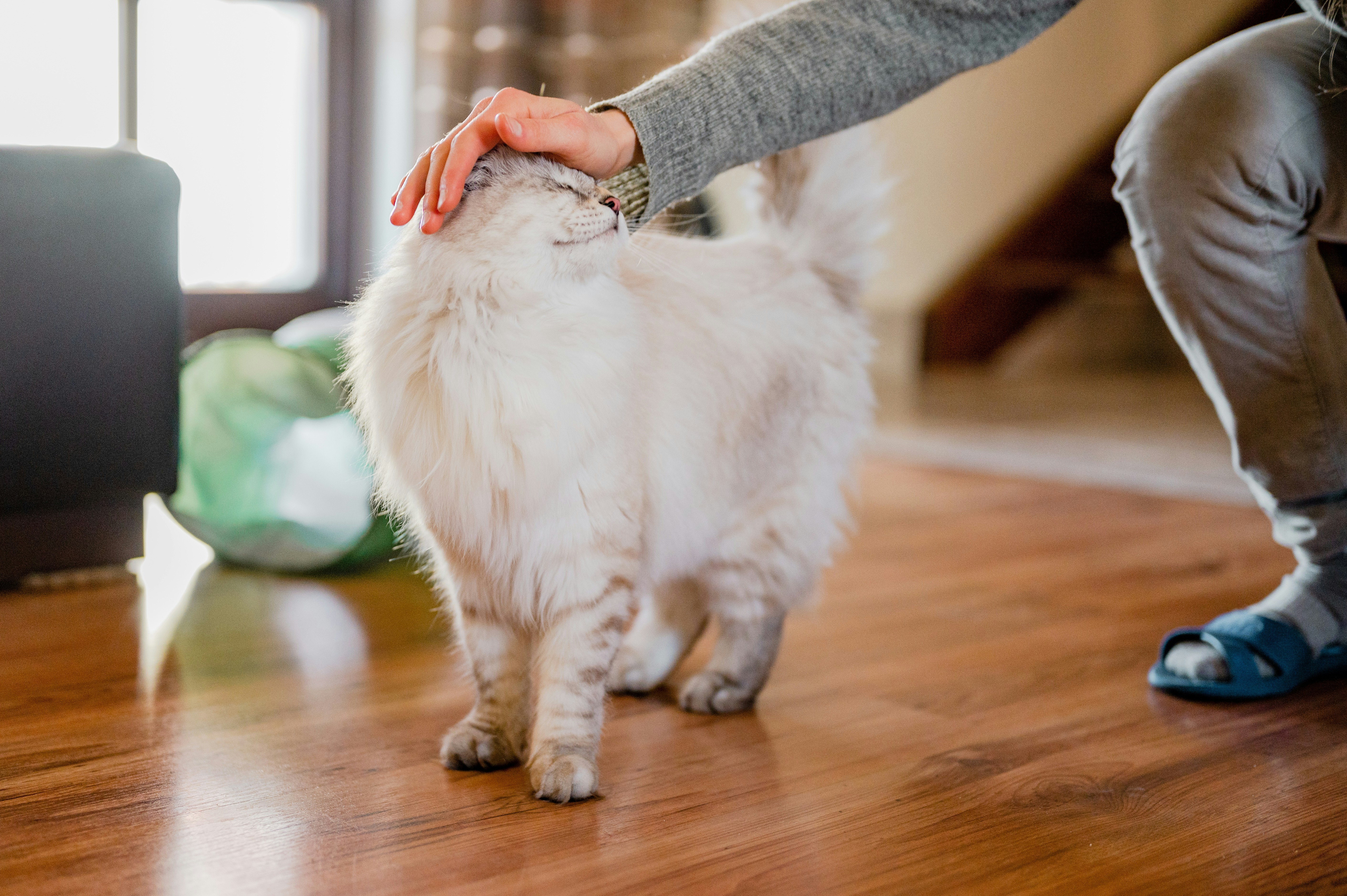 A fluffy white cat with a gentle expression enjoys being petted on the head by a person wearing a gray sweater and blue sandals, in a cozy indoor setting.