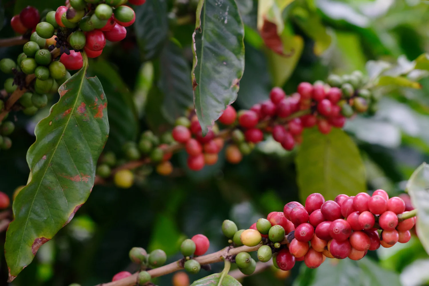 red coffee berries