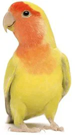 An image of a lovebird.