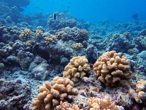 Coral Regeneration Programme 2024