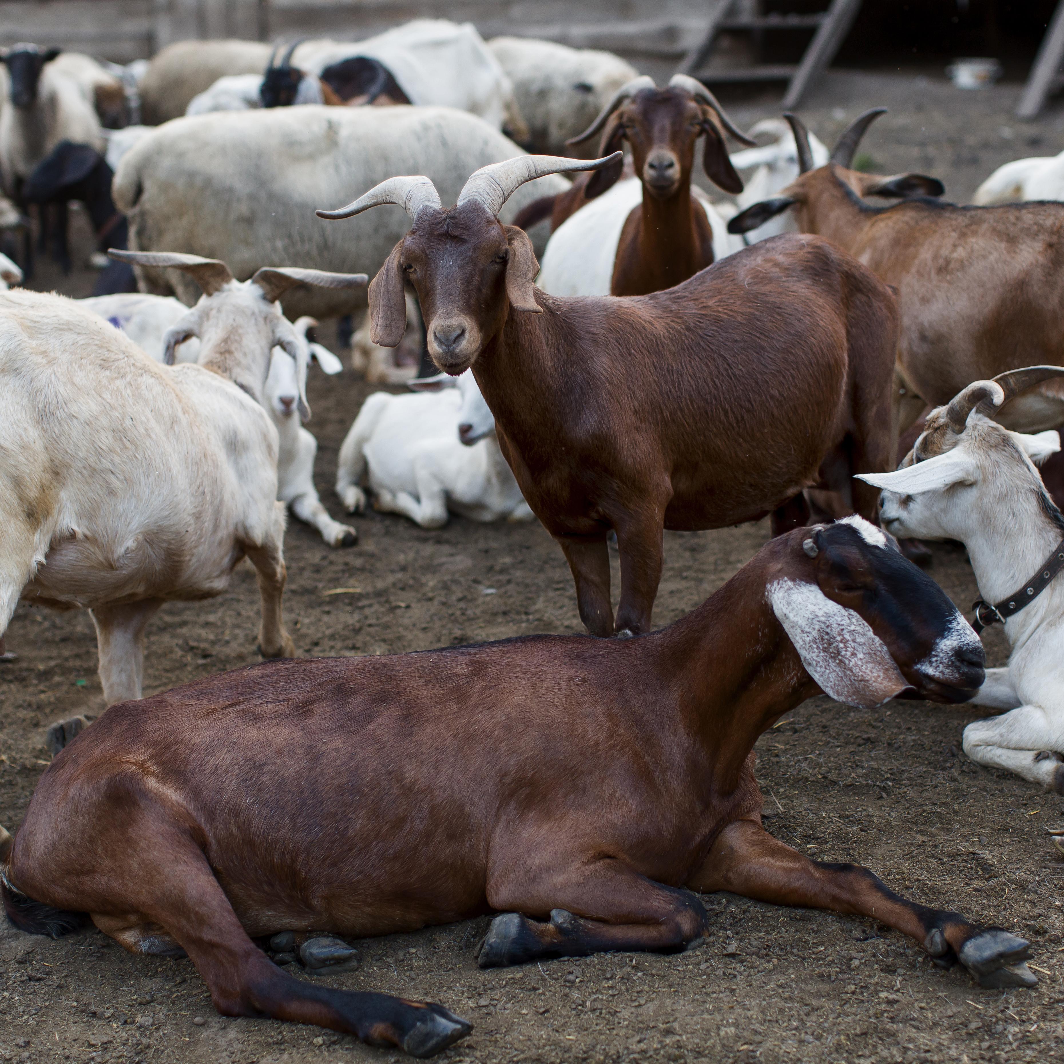 A herd of goats and cows resting on the ground in a farm setting, with some animals lying down.