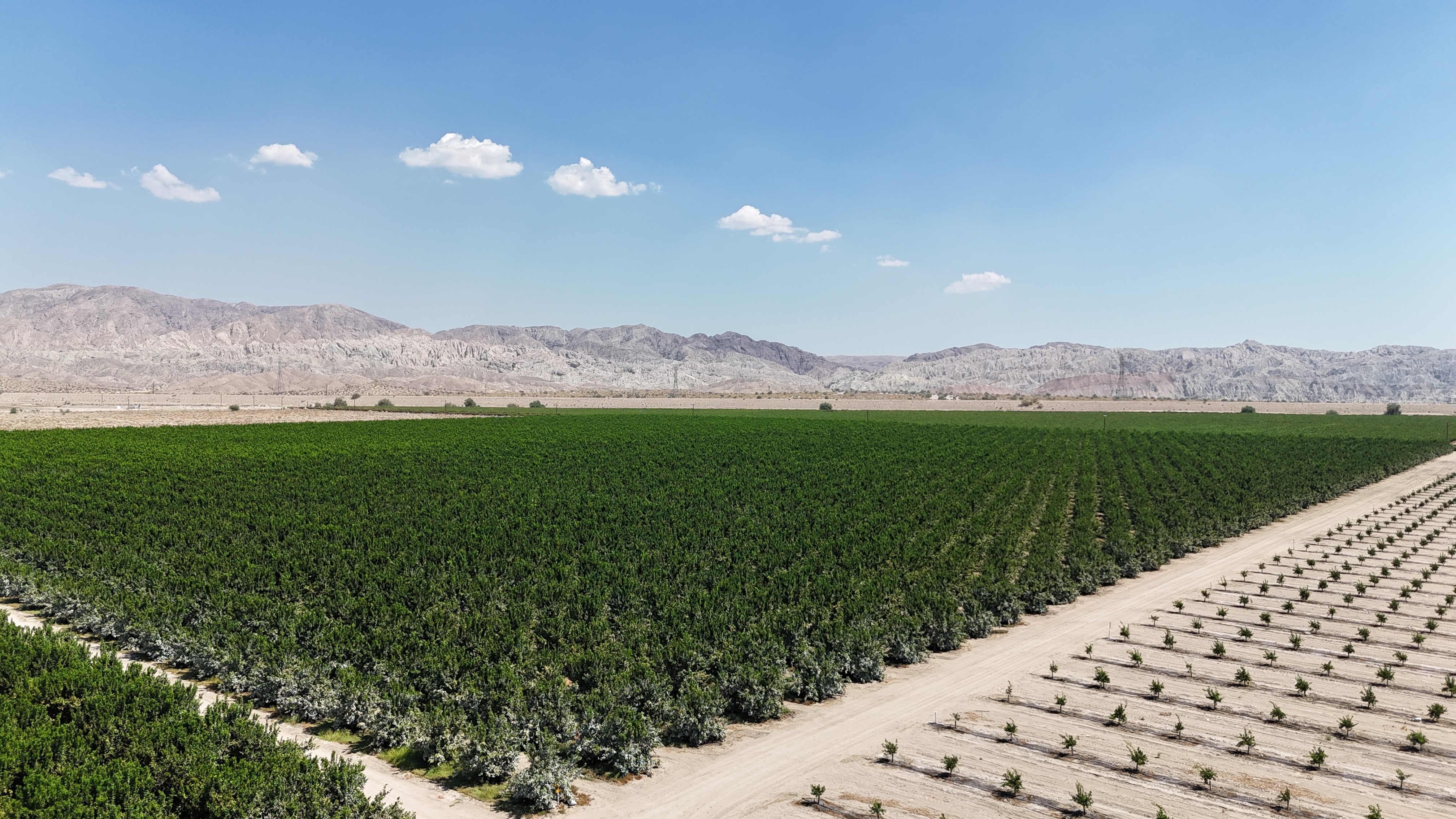 sliced orange fruit on white ceramic plate