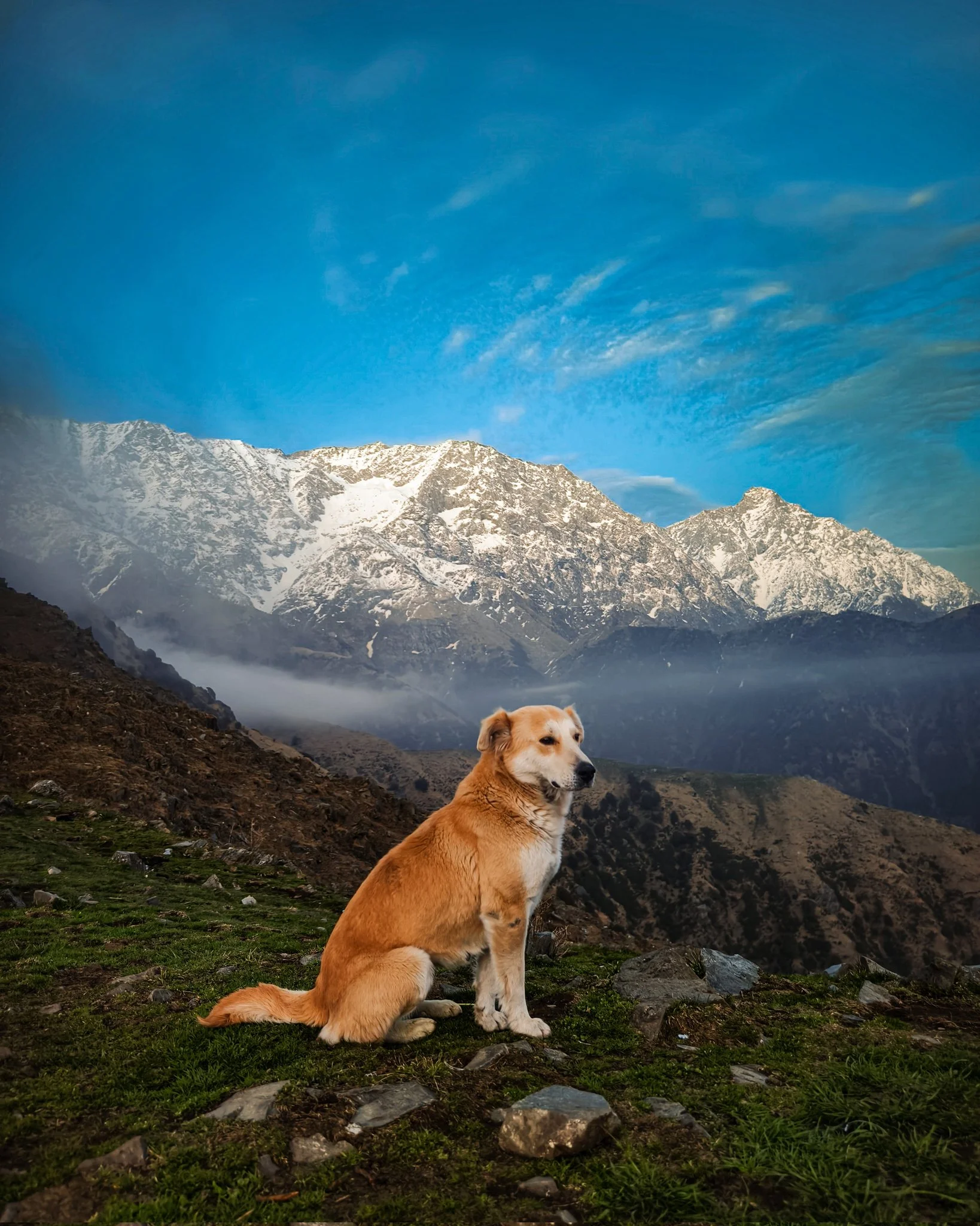 Dog stting in a mountain area