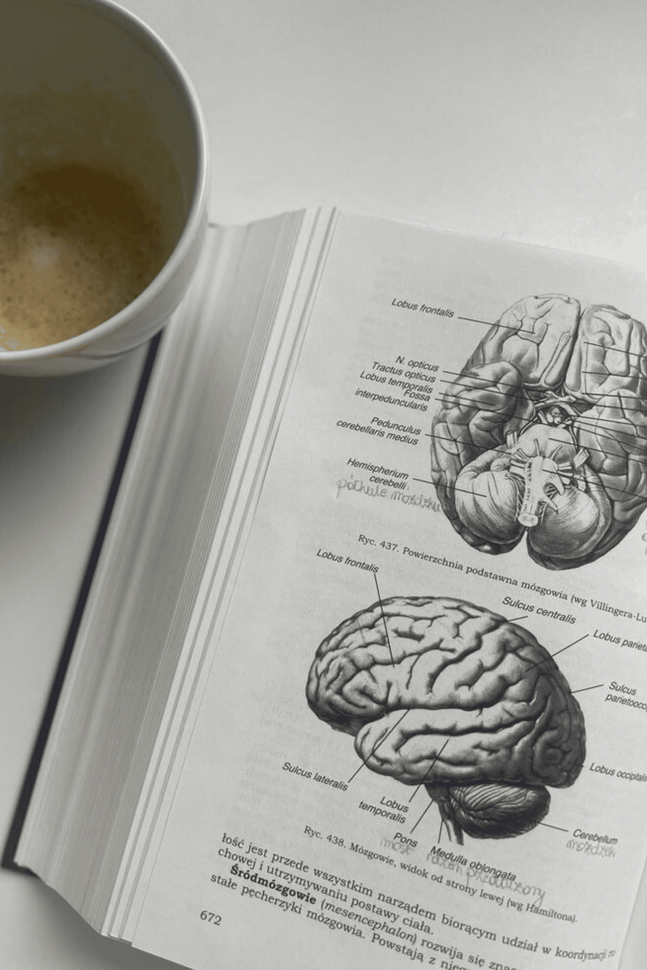 Livre cerveau