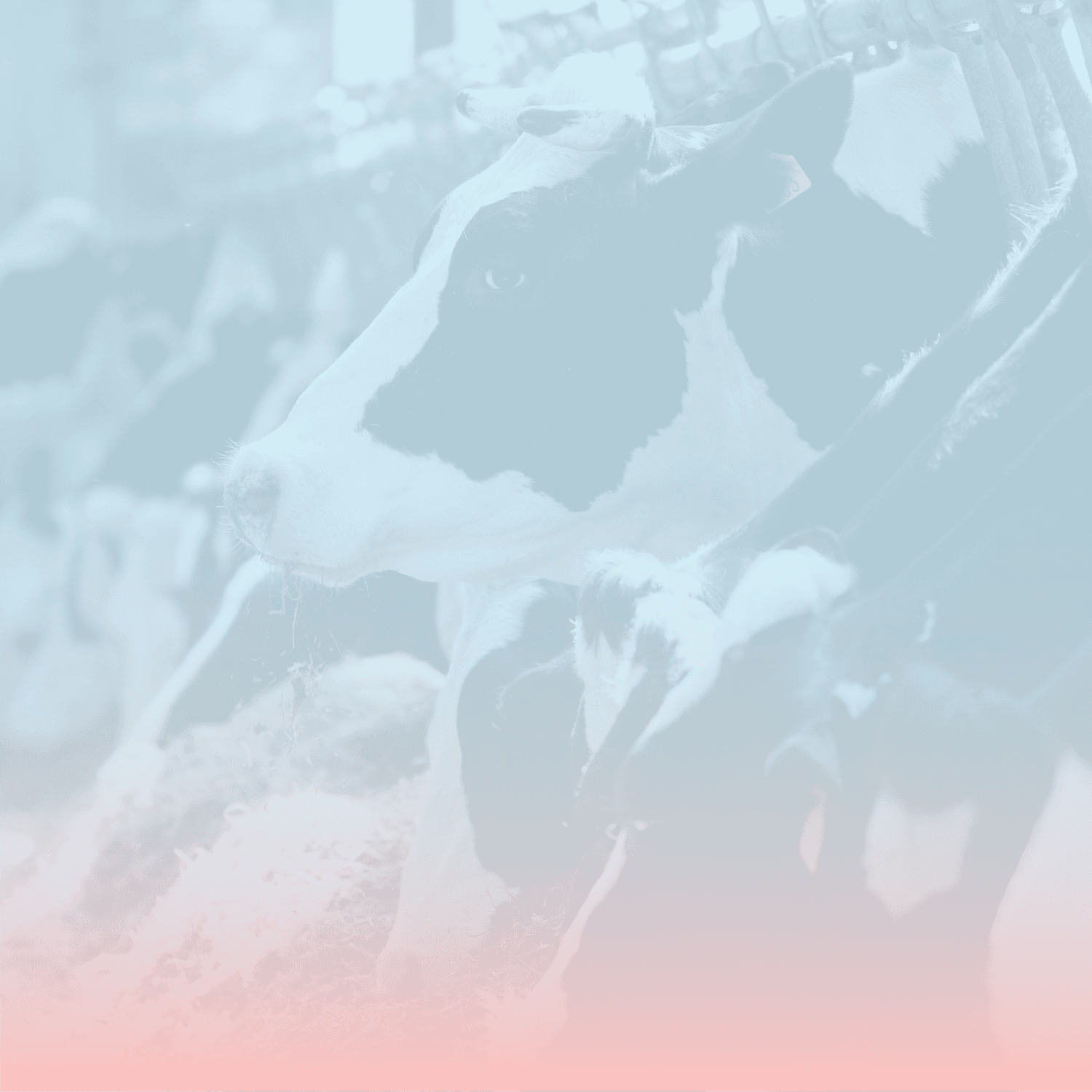 ruminants banner