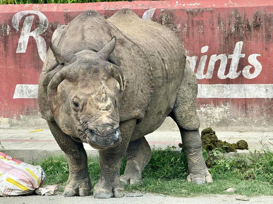 A one-horned rhino standing on a village street in Nepal, facing the camera