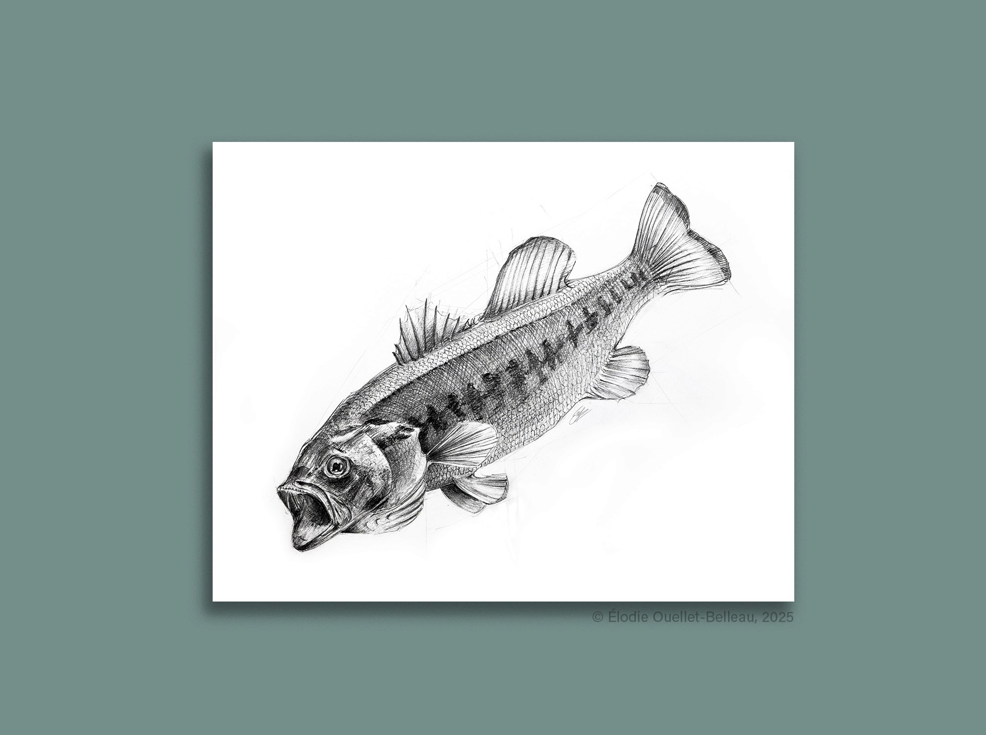 Illustration scientifique de la langue humaine adulte par Élodie Ouellet-Belleau, illustratrice scientifique.