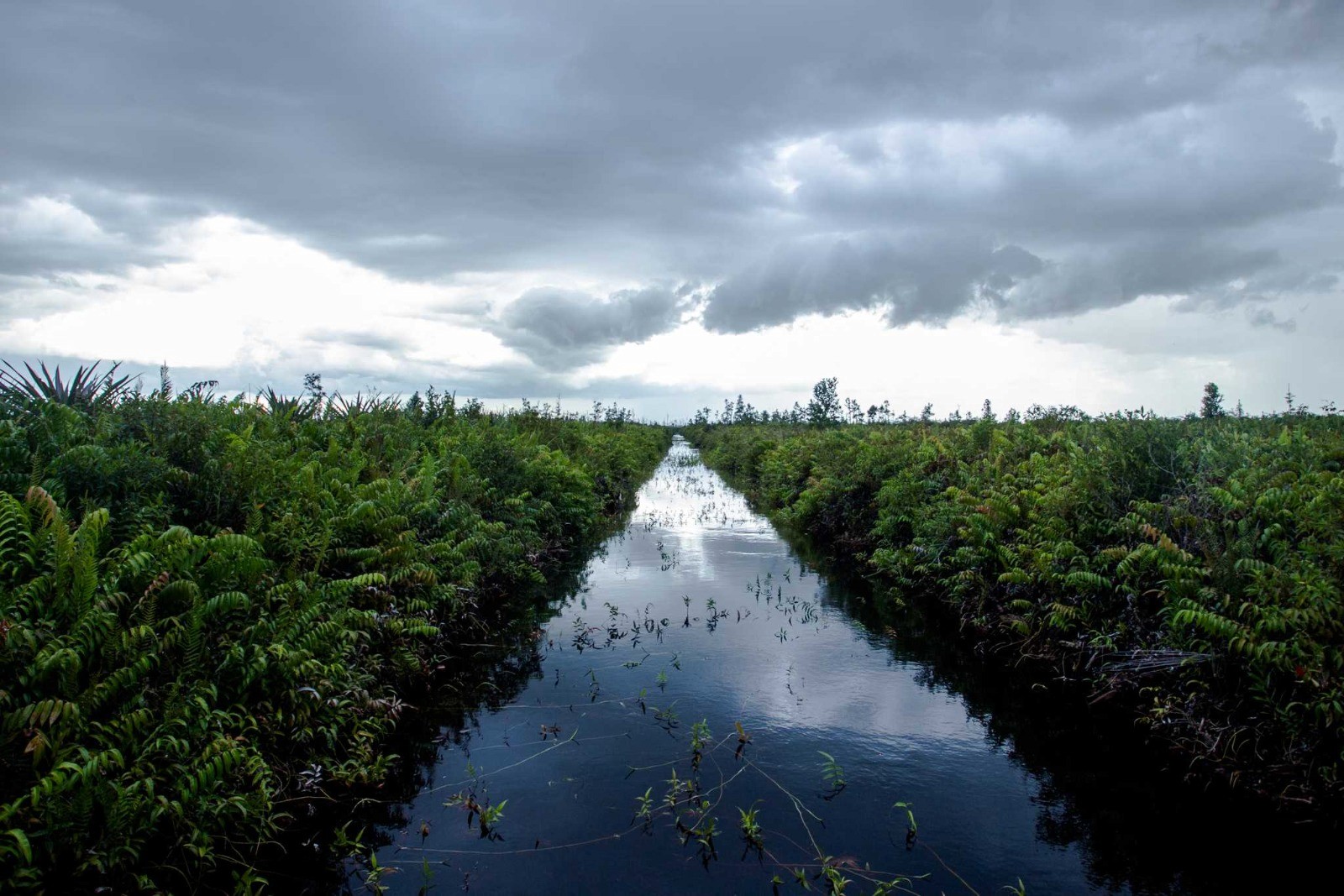 A canal in an oil palm plantation on peatland in the Sungai Putri area of Borneo's West Kalimantan province. The area experienced serious fires in 2015. © Fully Syafi / Greenpeace