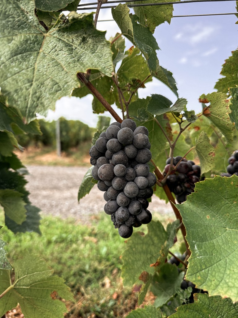 Chef Paolo Salvati ingredients — Tuscan producers for Dubai interventions