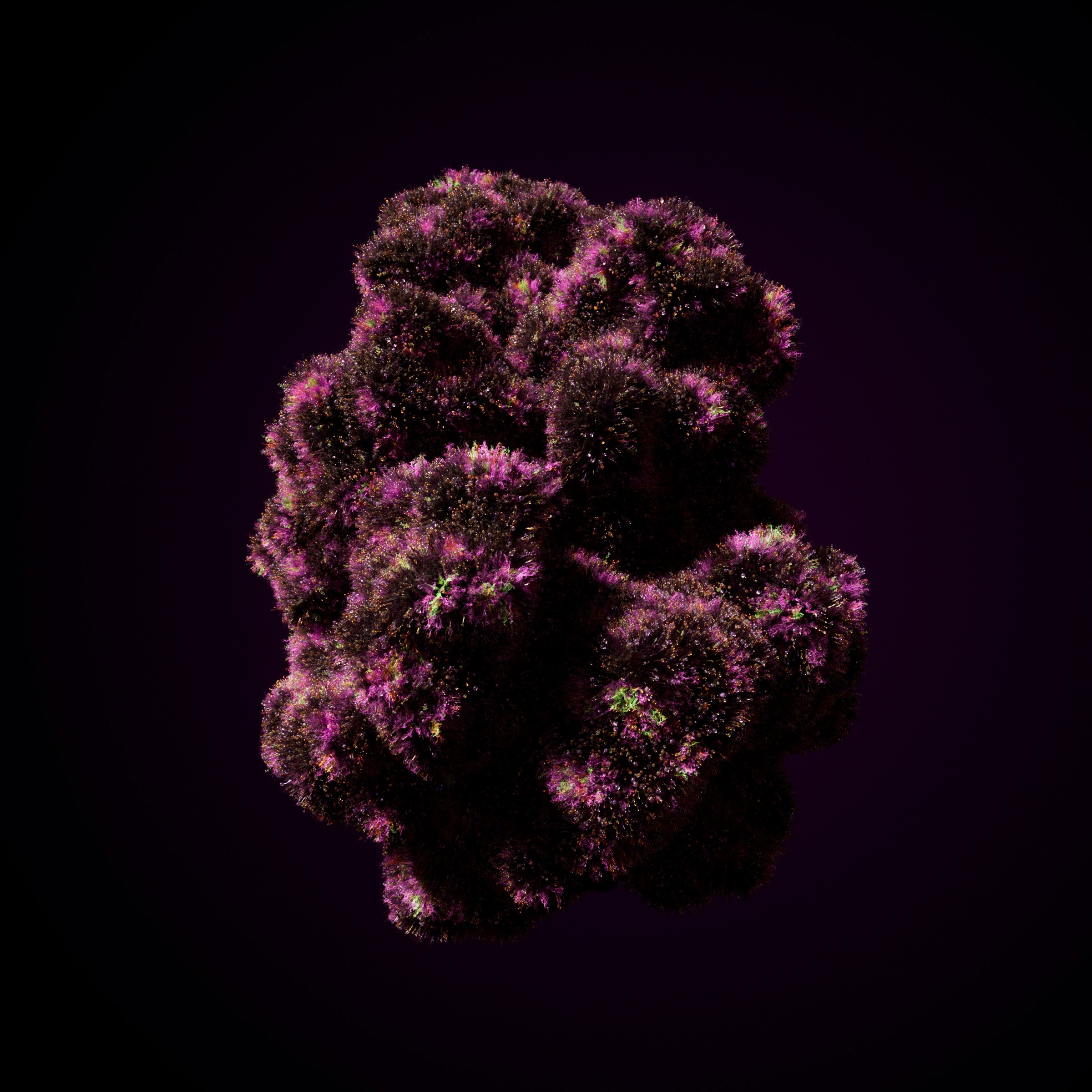 weed.de indica bud
