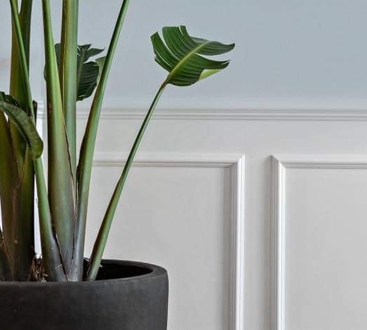 Plante foran væg med højpanel