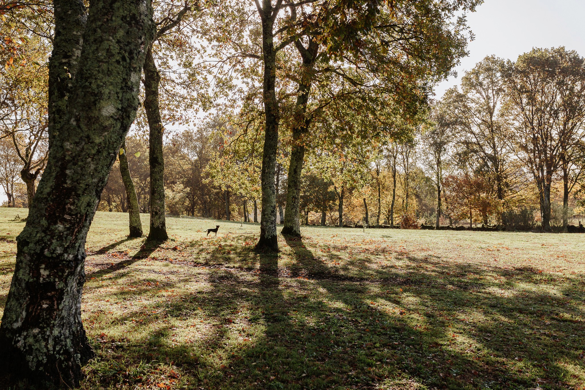 A parada das bestas | Sesion fotografía