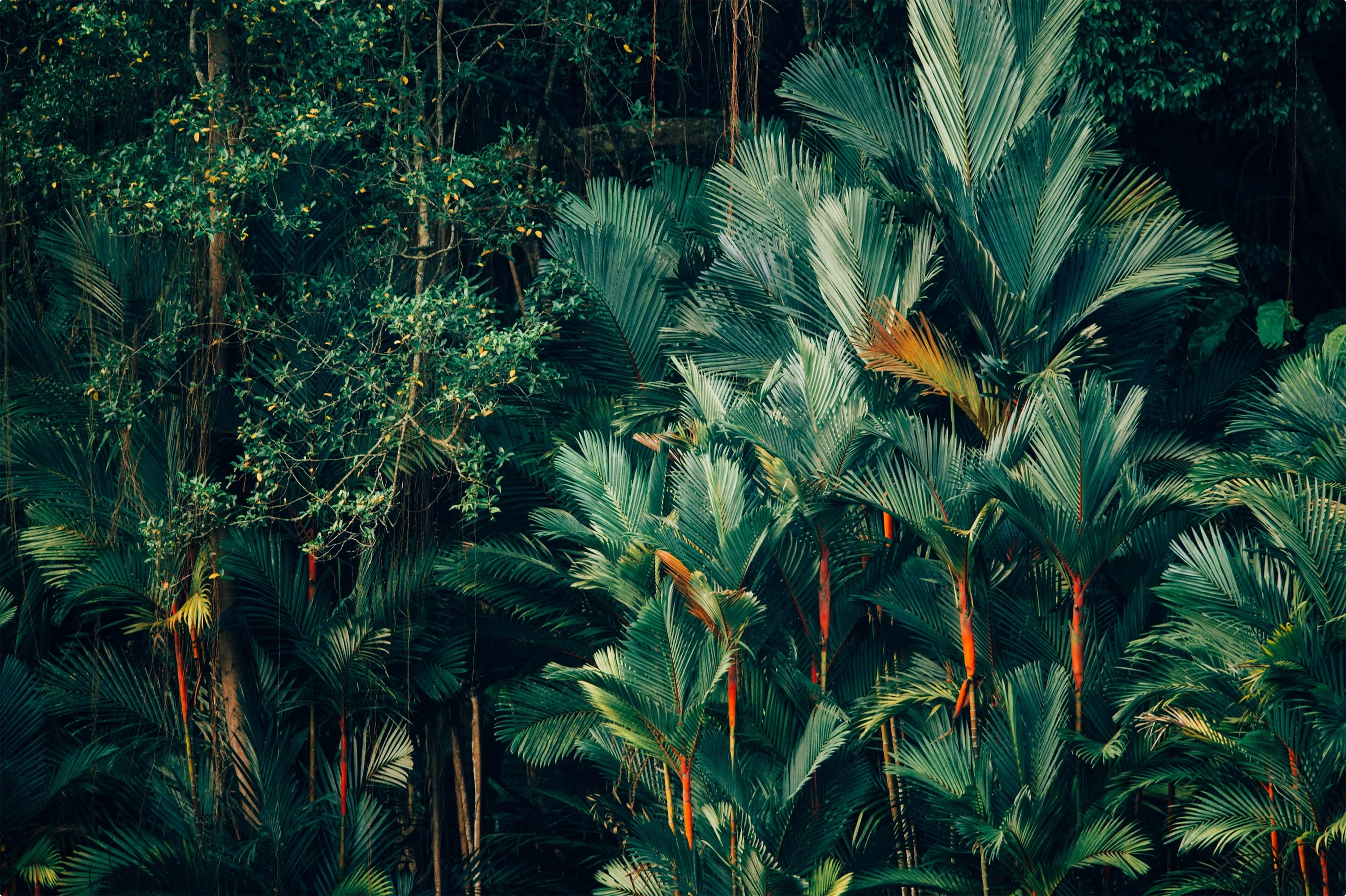 A variety of rainforest plants