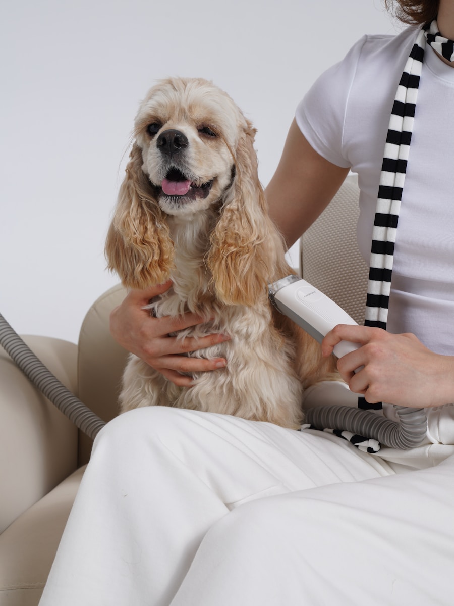 A groomer gently blow-drying a dog’s coat