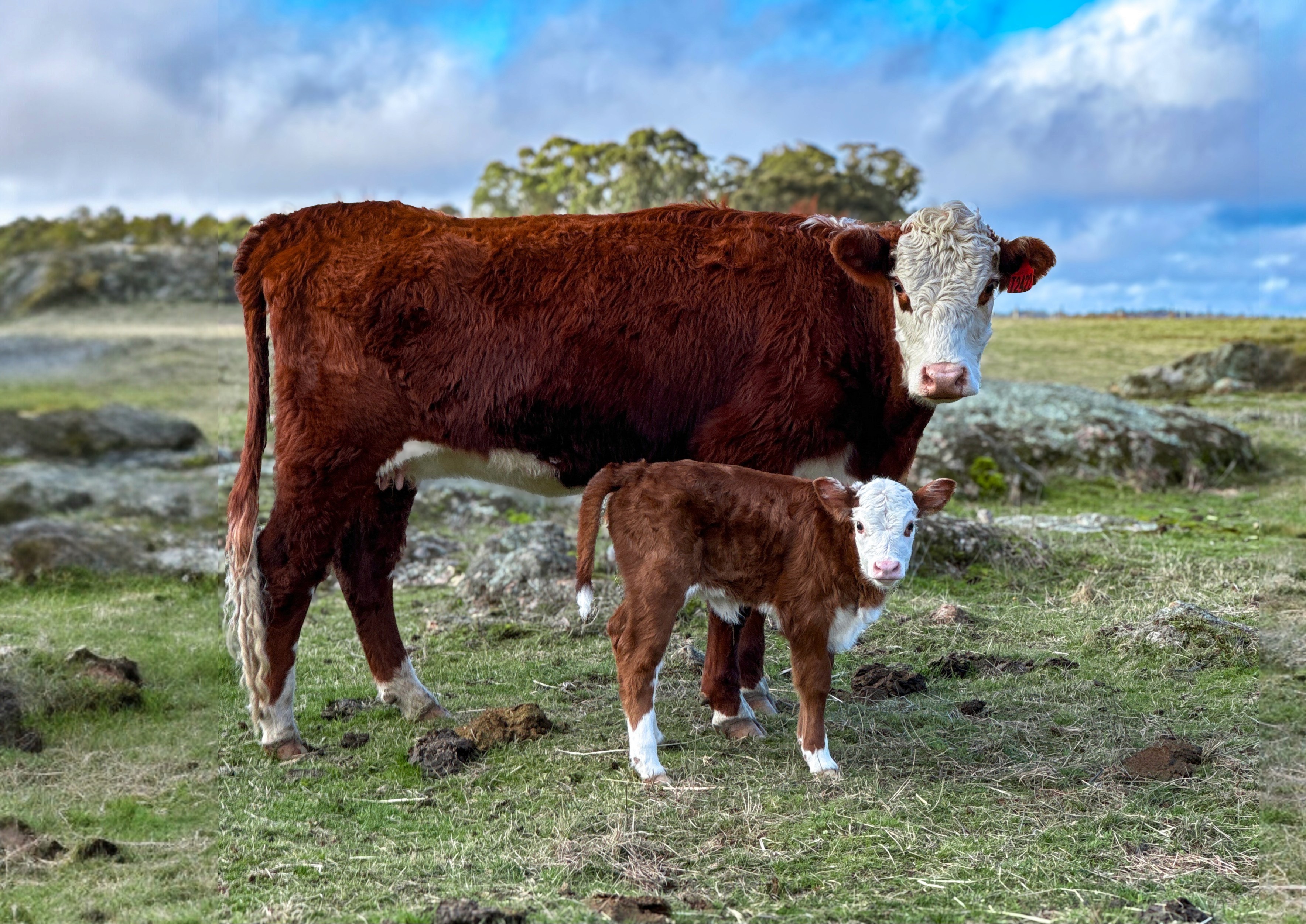 Dynamic picture of a cyclist riding downhill