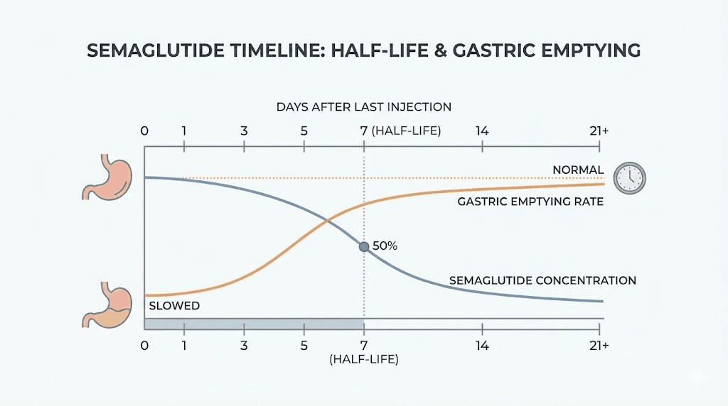 Semaglutide half-life timeline showing gastric emptying effects after last dose