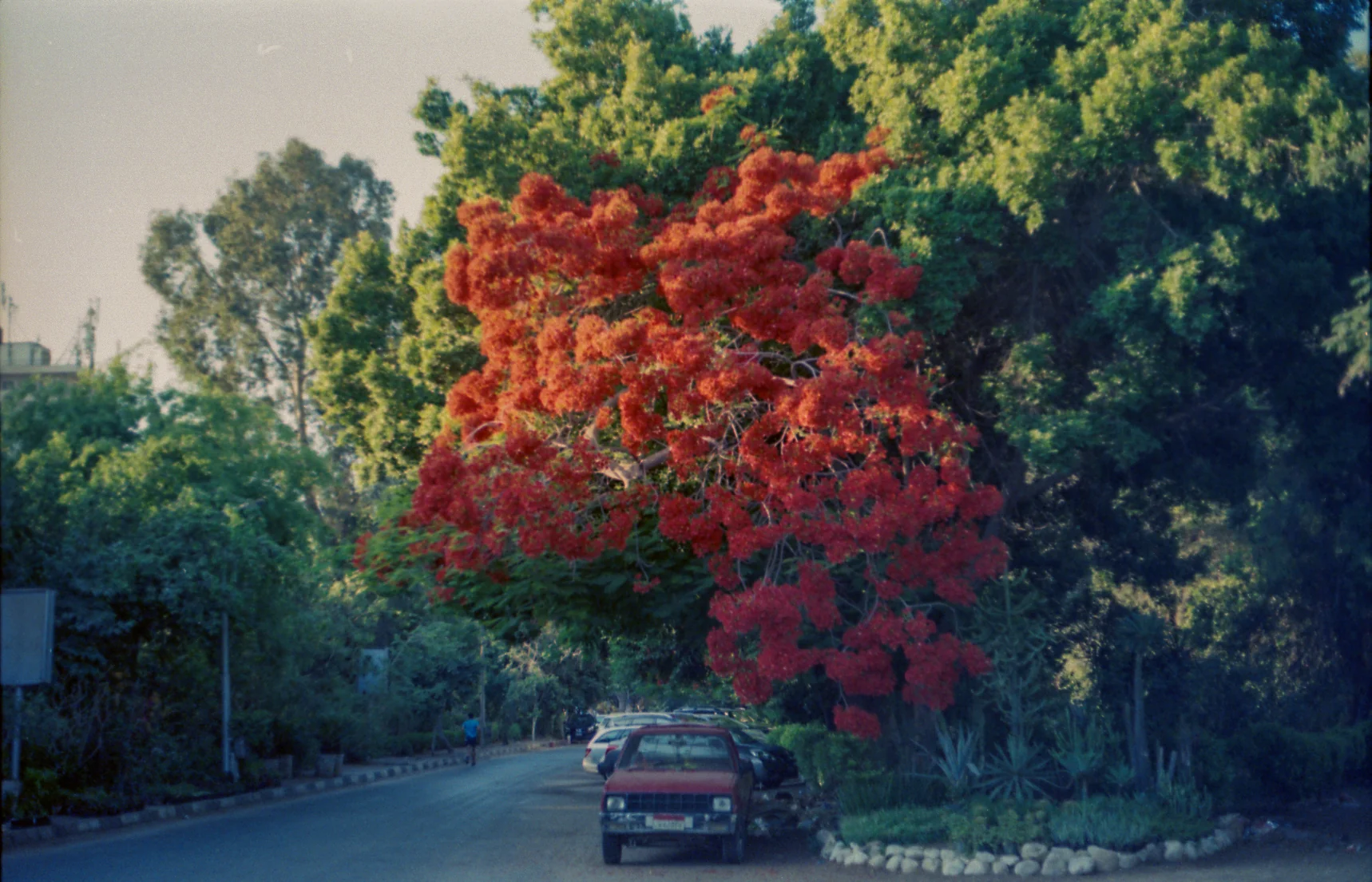 Car Beneath Red Blossoms