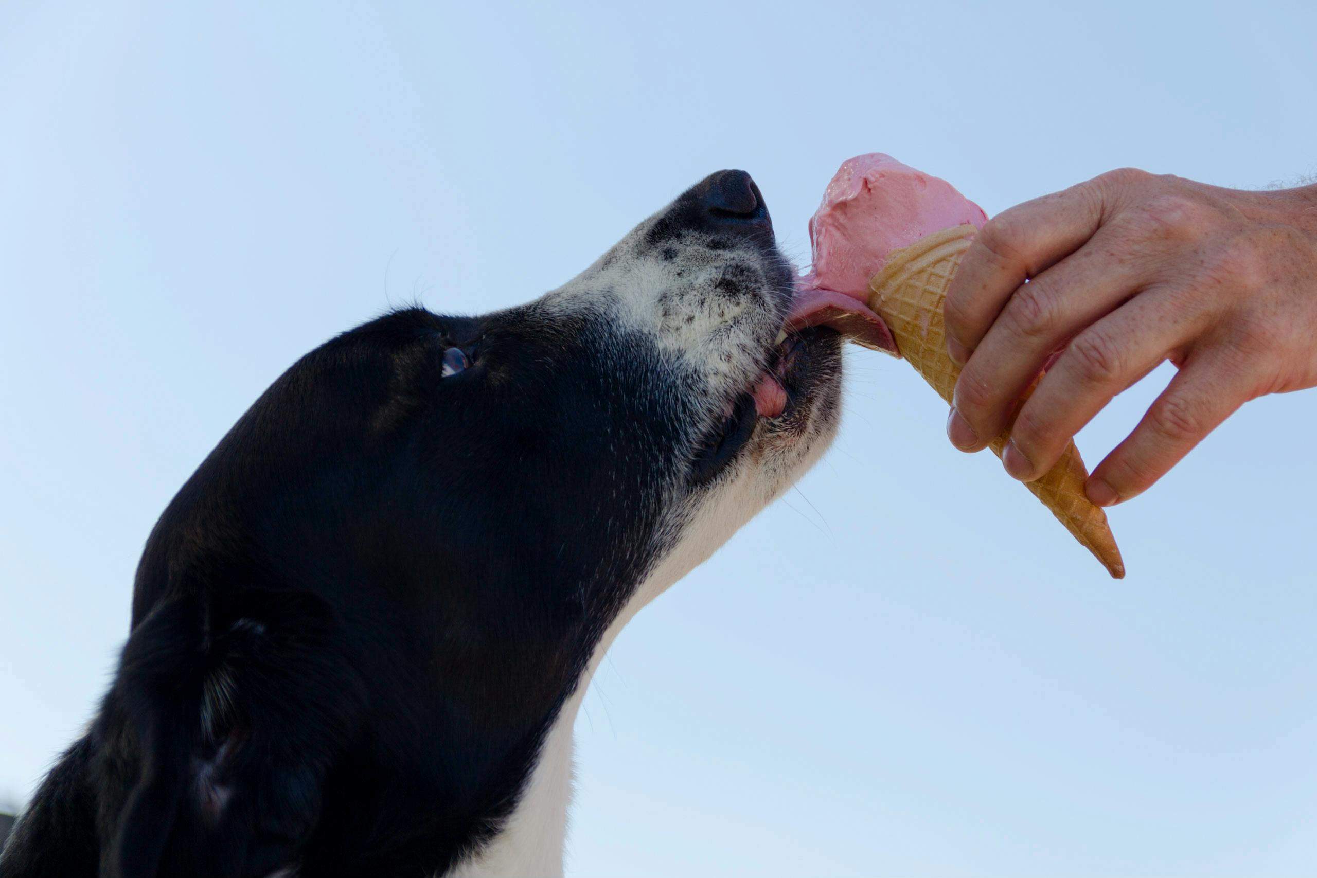 Dog-Friendly Restaurants Near Dubai Hills Estate Park
