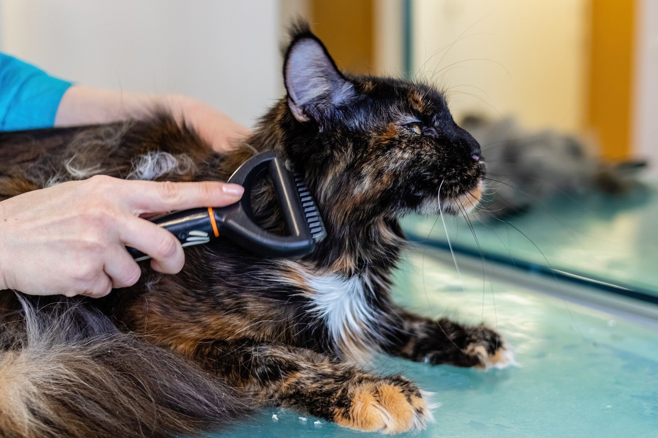 A cat being groomed by a professional cat groomer